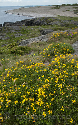 BB 11 0480 / Lotus corniculatus / Tiriltunge